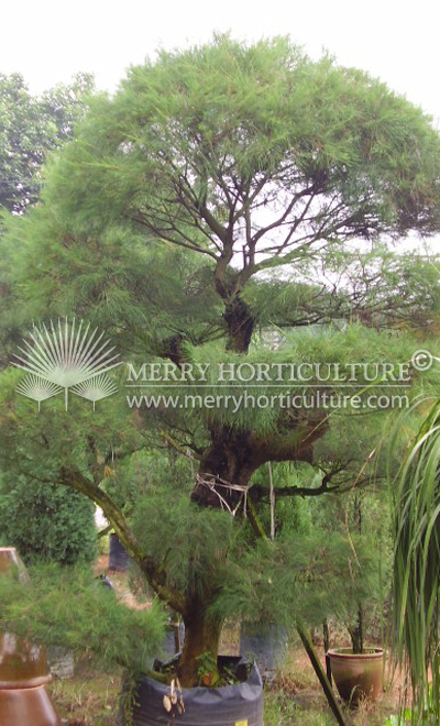 Casuarina bonsai